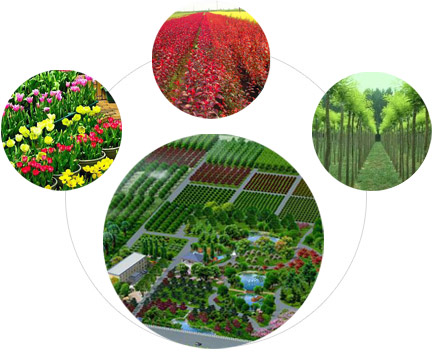 北京防腐木大花架,北京防腐木柵欄,北京別墅木屋設計